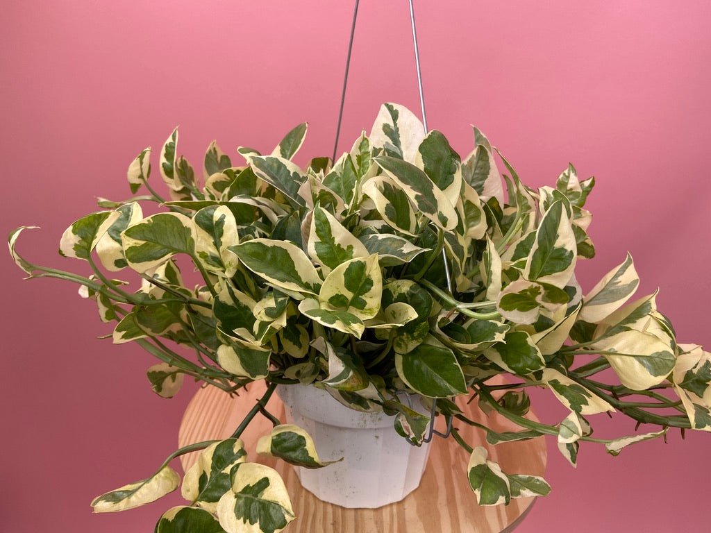 Pothos "N Joy" - 6" (Hanging) - The Succulent City