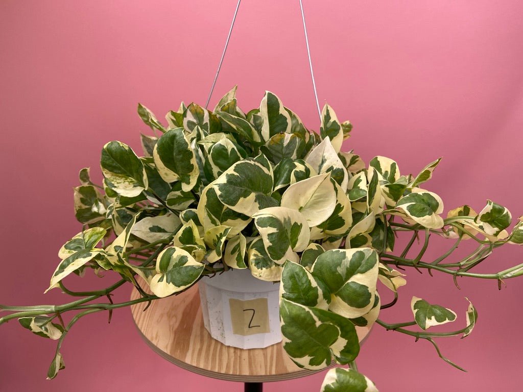 Pothos "N Joy" - 6" (Hanging) - The Succulent City