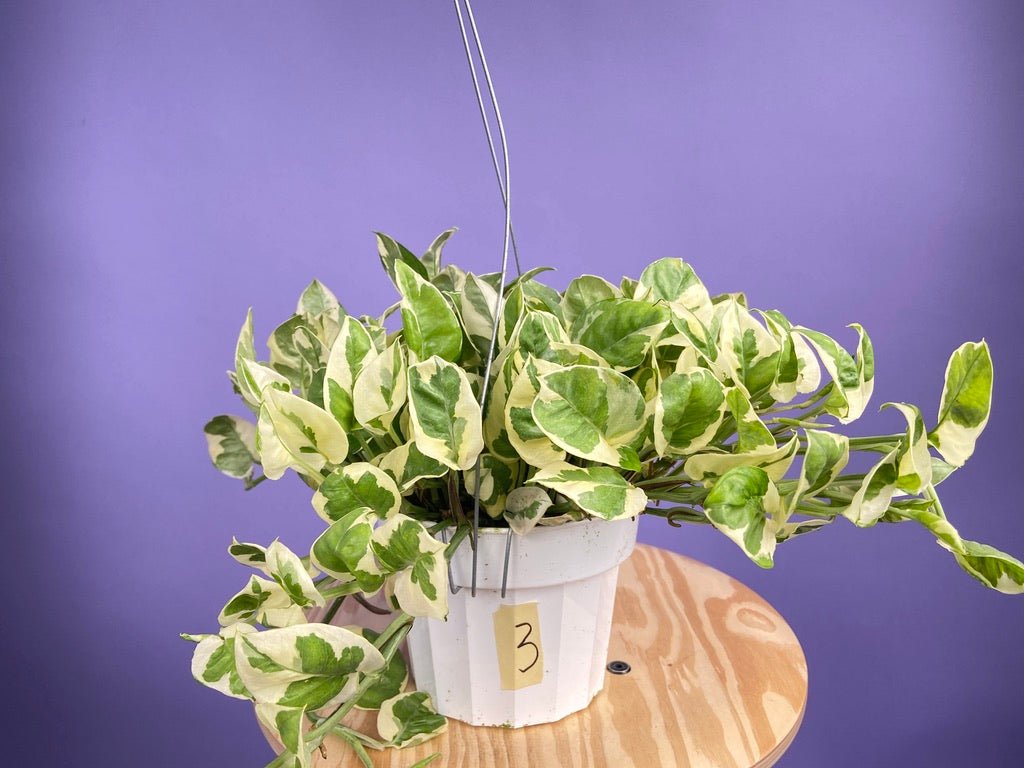 Pothos "N Joy" - 6" (Hanging) - The Succulent City
