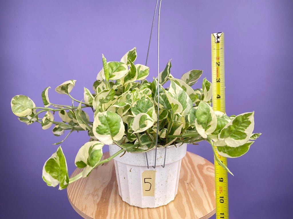 Pothos "N Joy" - 6" (Hanging) - The Succulent City