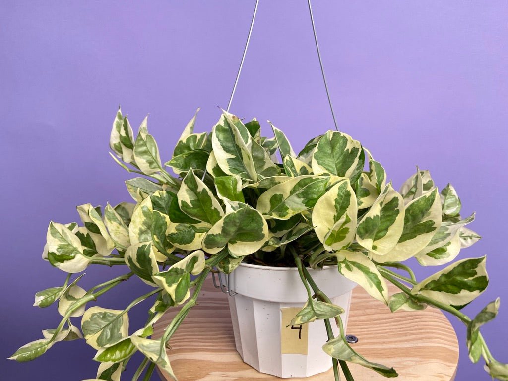 Pothos "N Joy" - 6" (Hanging) - The Succulent City