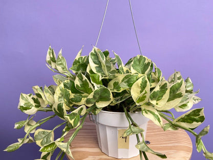 Pothos "N Joy" - 6" (Hanging) - The Succulent City
