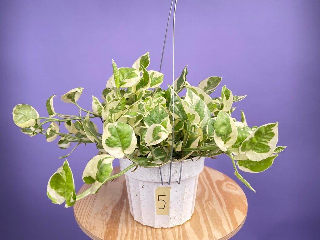 Pothos "N Joy" - 6" (Hanging) - The Succulent City