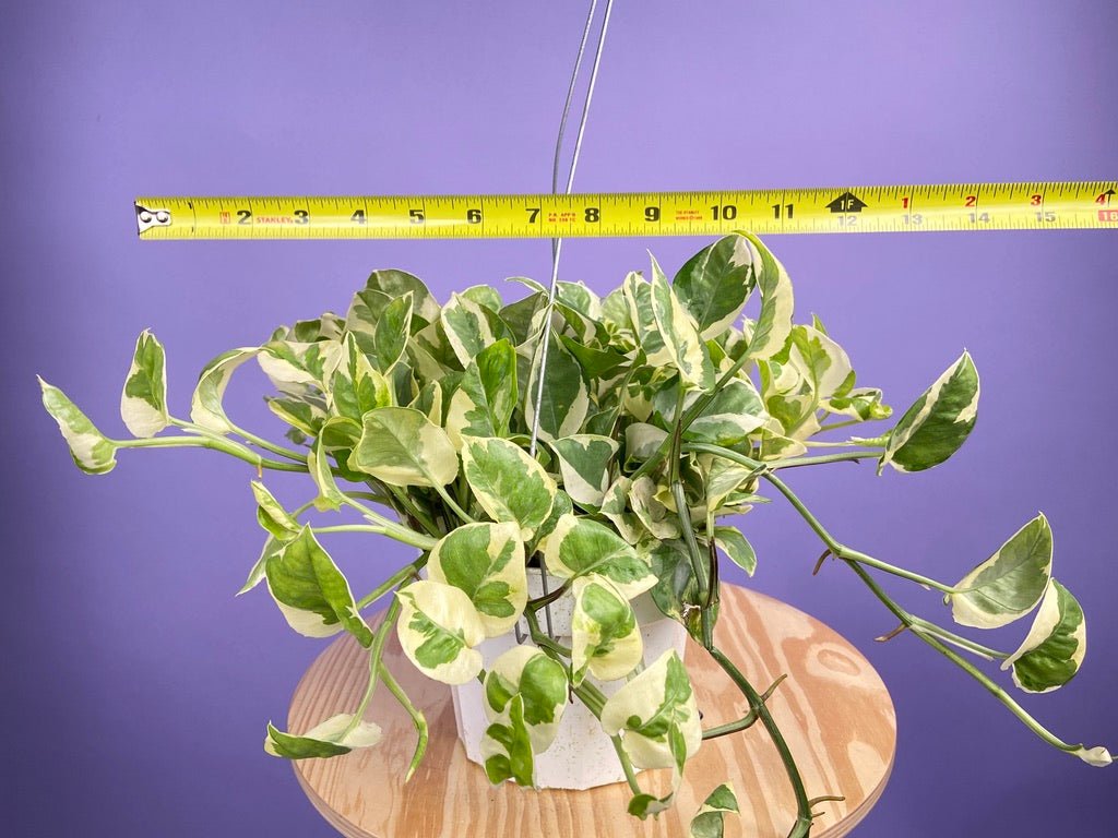 Pothos "N Joy" - 6" (Hanging) - The Succulent City