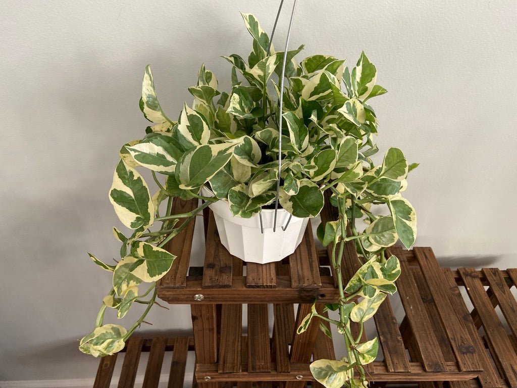 Pothos "N Joy" - 6" (Hanging) - The Succulent City