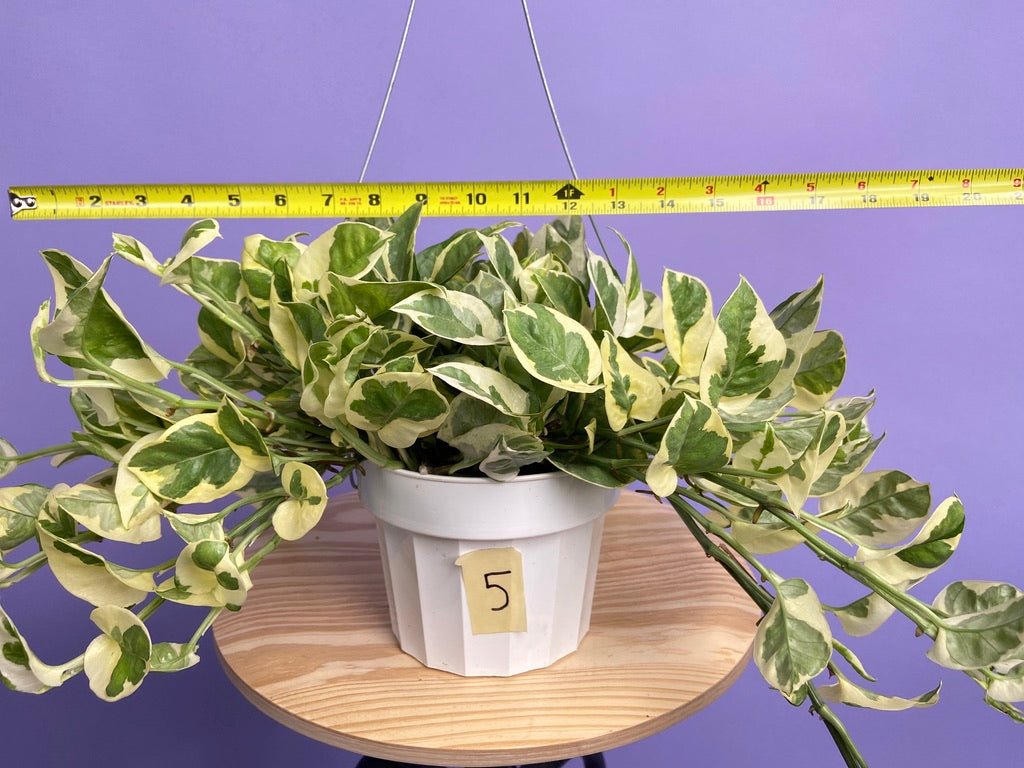 Pothos "N Joy" - 6" (Hanging) - The Succulent City