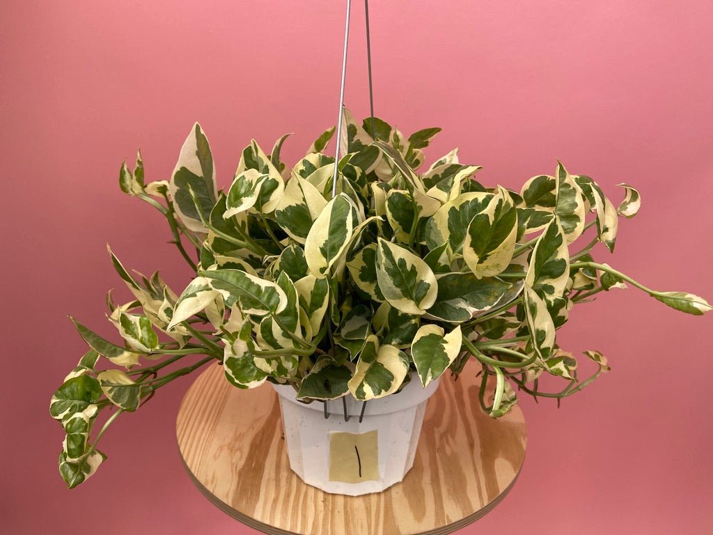 Pothos "N Joy" - 6" (Hanging) - The Succulent City