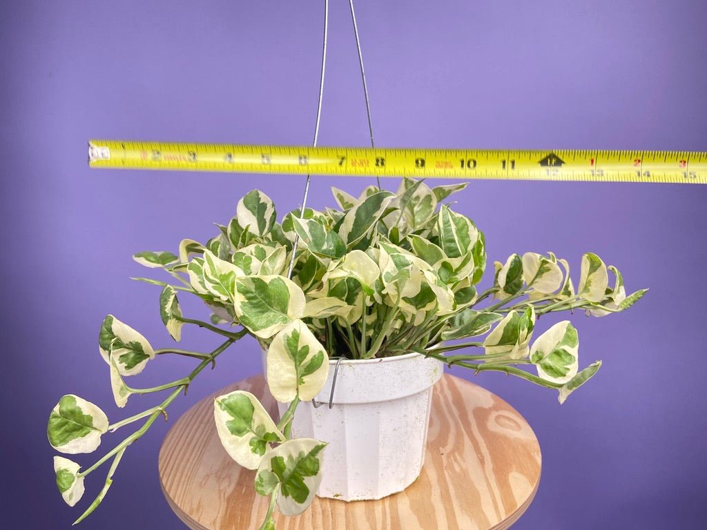 Pothos "N Joy" - 6" (Hanging) - The Succulent City