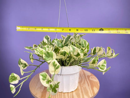 Pothos "N Joy" - 6" (Hanging) - The Succulent City