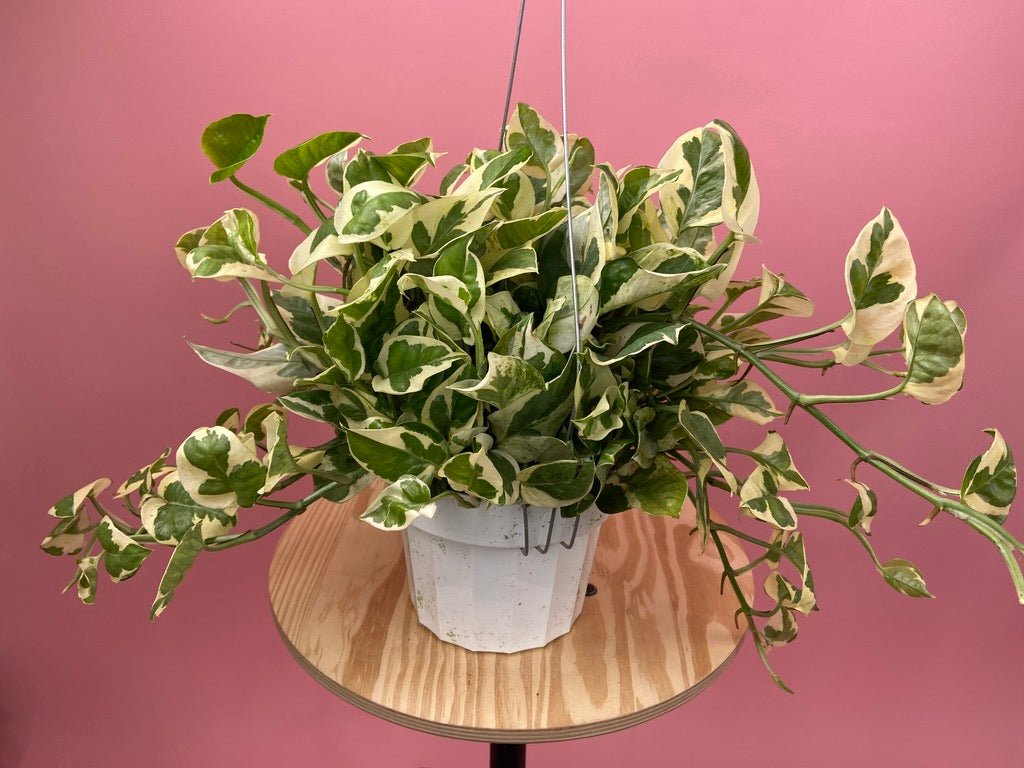 Pothos "N Joy" - 6" (Hanging) - The Succulent City