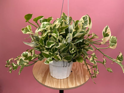 Pothos "N Joy" - 6" (Hanging) - The Succulent City