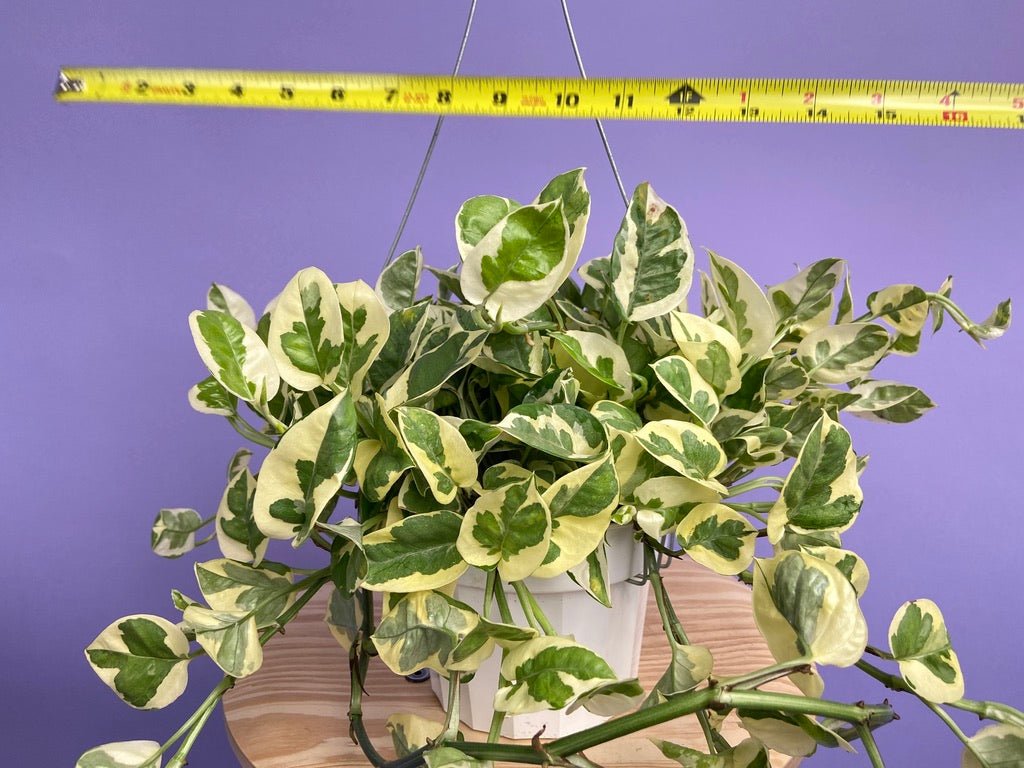 Pothos "N Joy" - 6" (Hanging) - The Succulent City