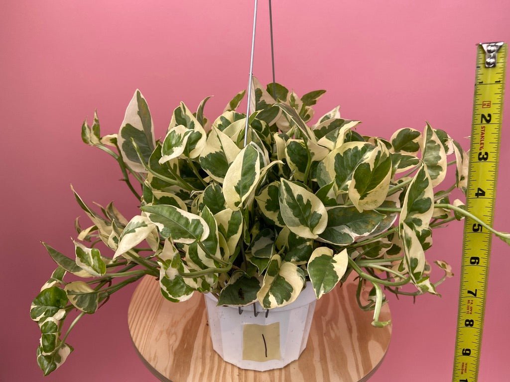 Pothos "N Joy" - 6" (Hanging) - The Succulent City