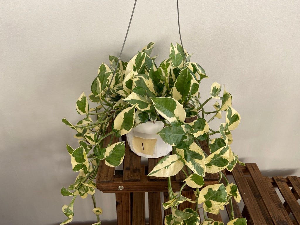 Pothos "N Joy" - 6" (Hanging) - The Succulent City