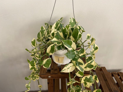 Pothos "N Joy" - 6" (Hanging) - The Succulent City