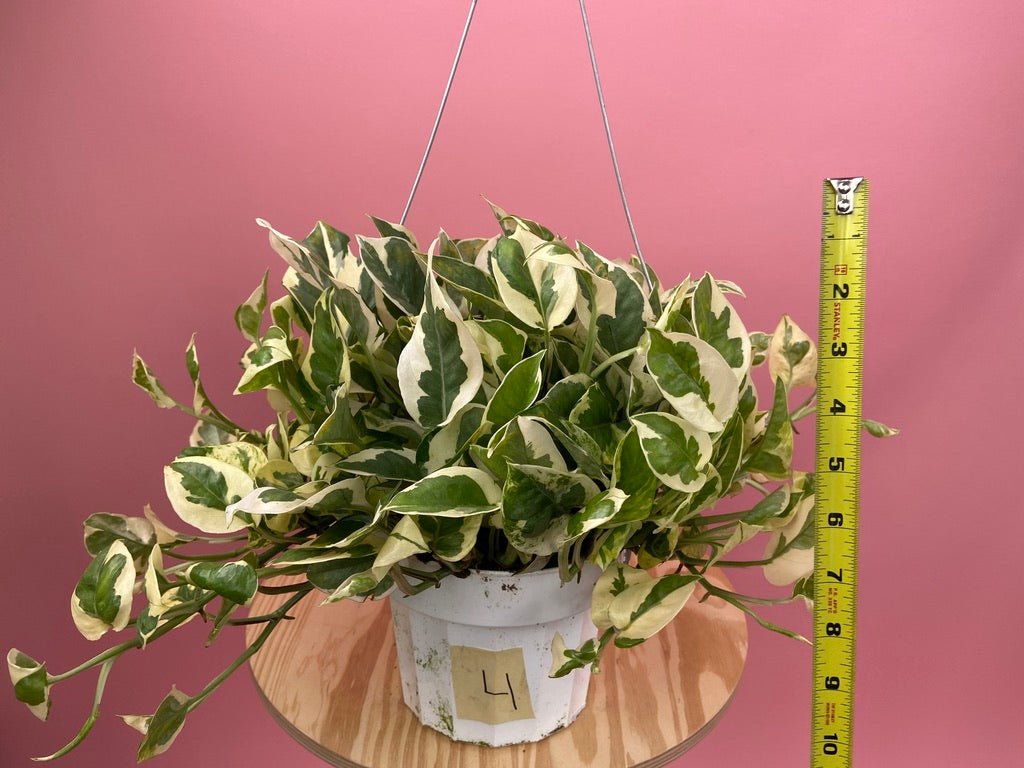 Pothos "N Joy" - 6" (Hanging) - The Succulent City
