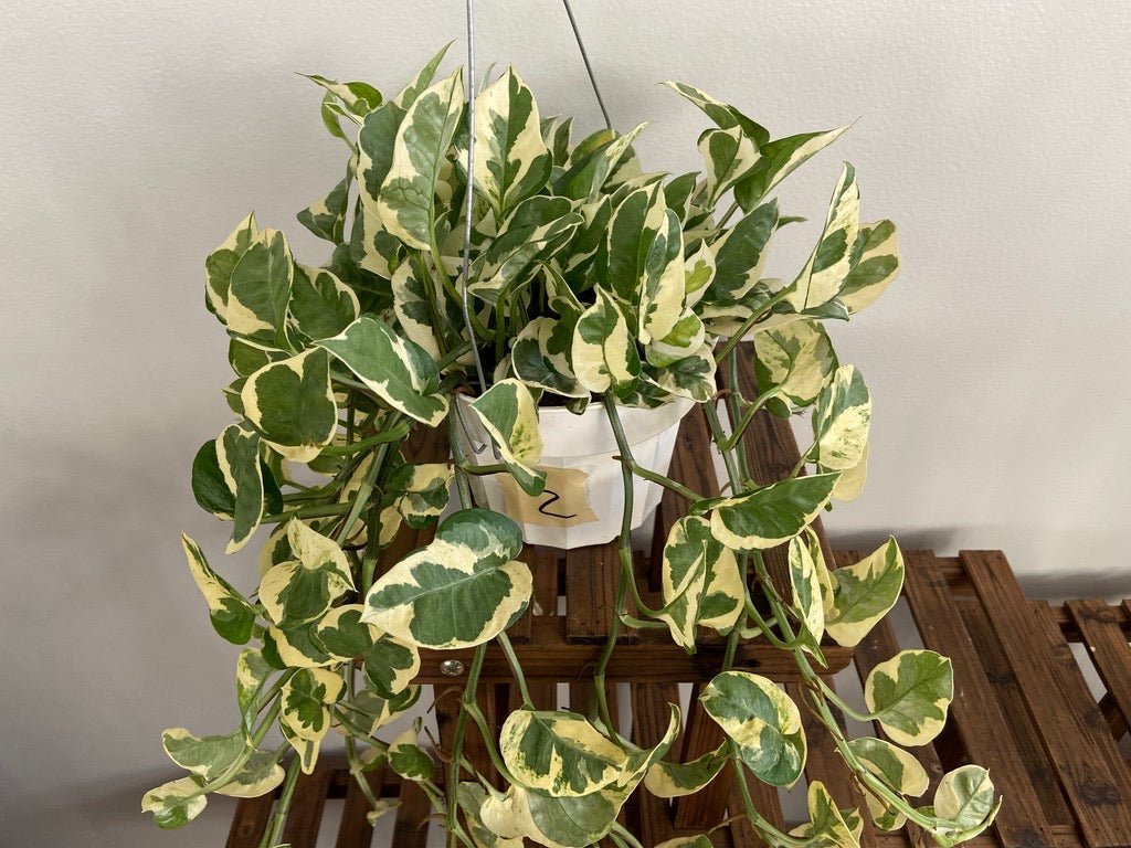 Pothos "N Joy" - 6" (Hanging) - The Succulent City