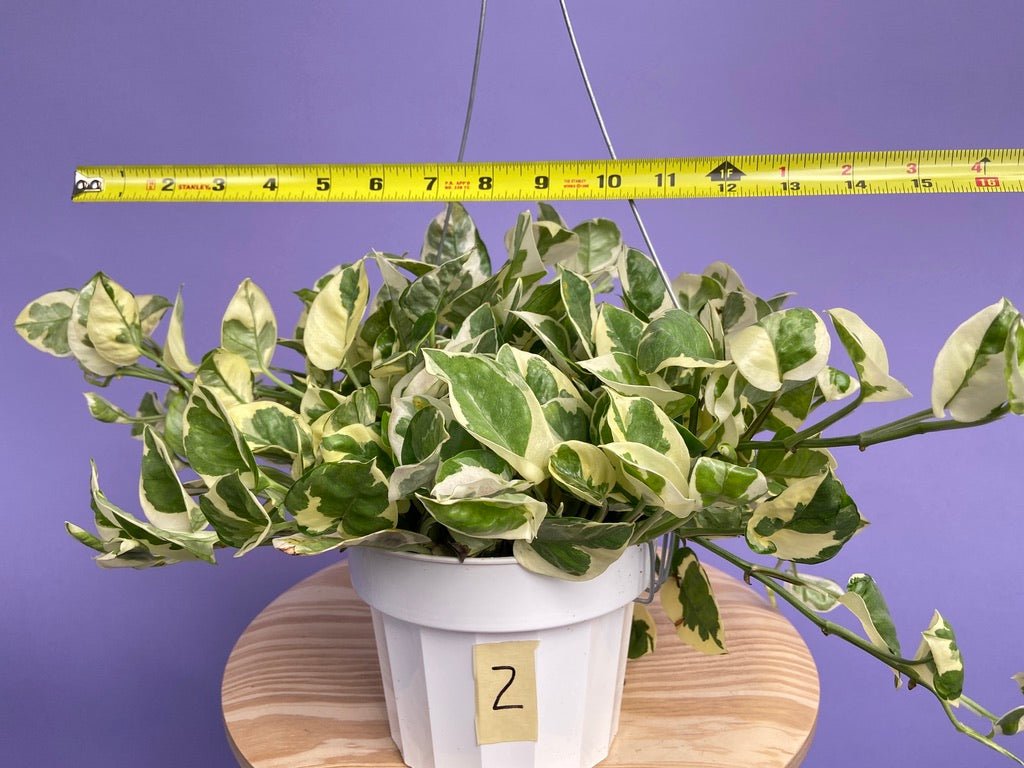 Pothos "N Joy" - 6" (Hanging) - The Succulent City