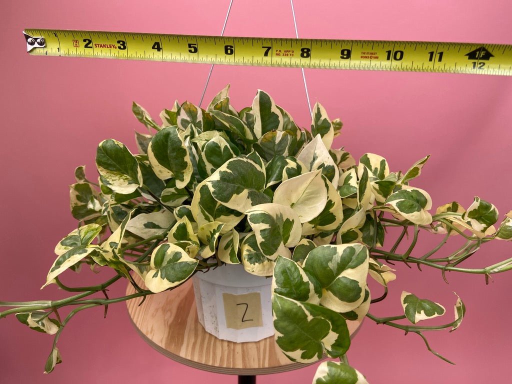 Pothos "N Joy" - 6" (Hanging) - The Succulent City