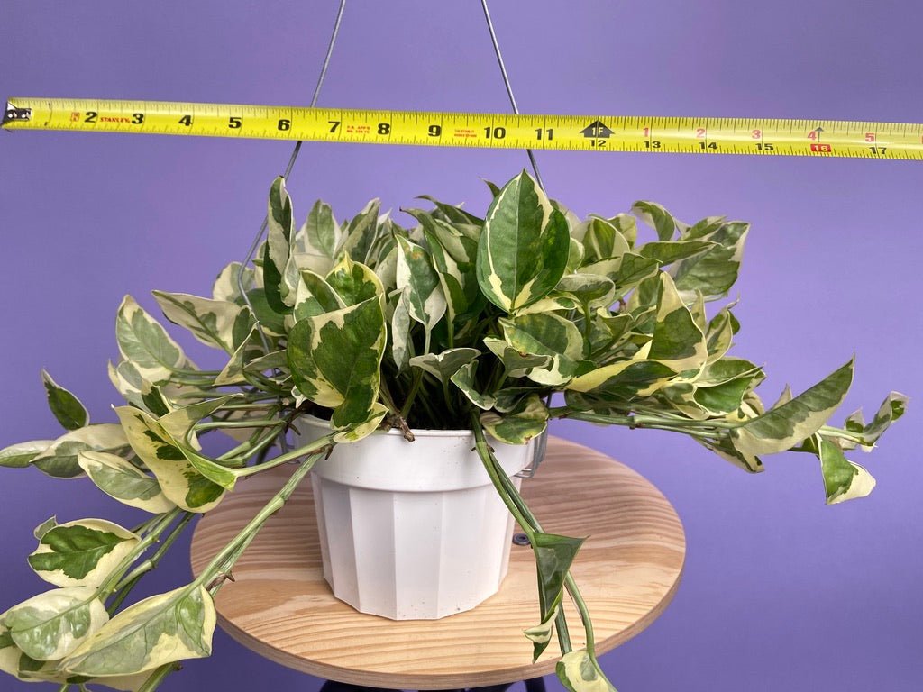 Pothos "N Joy" - 6" (Hanging) - The Succulent City