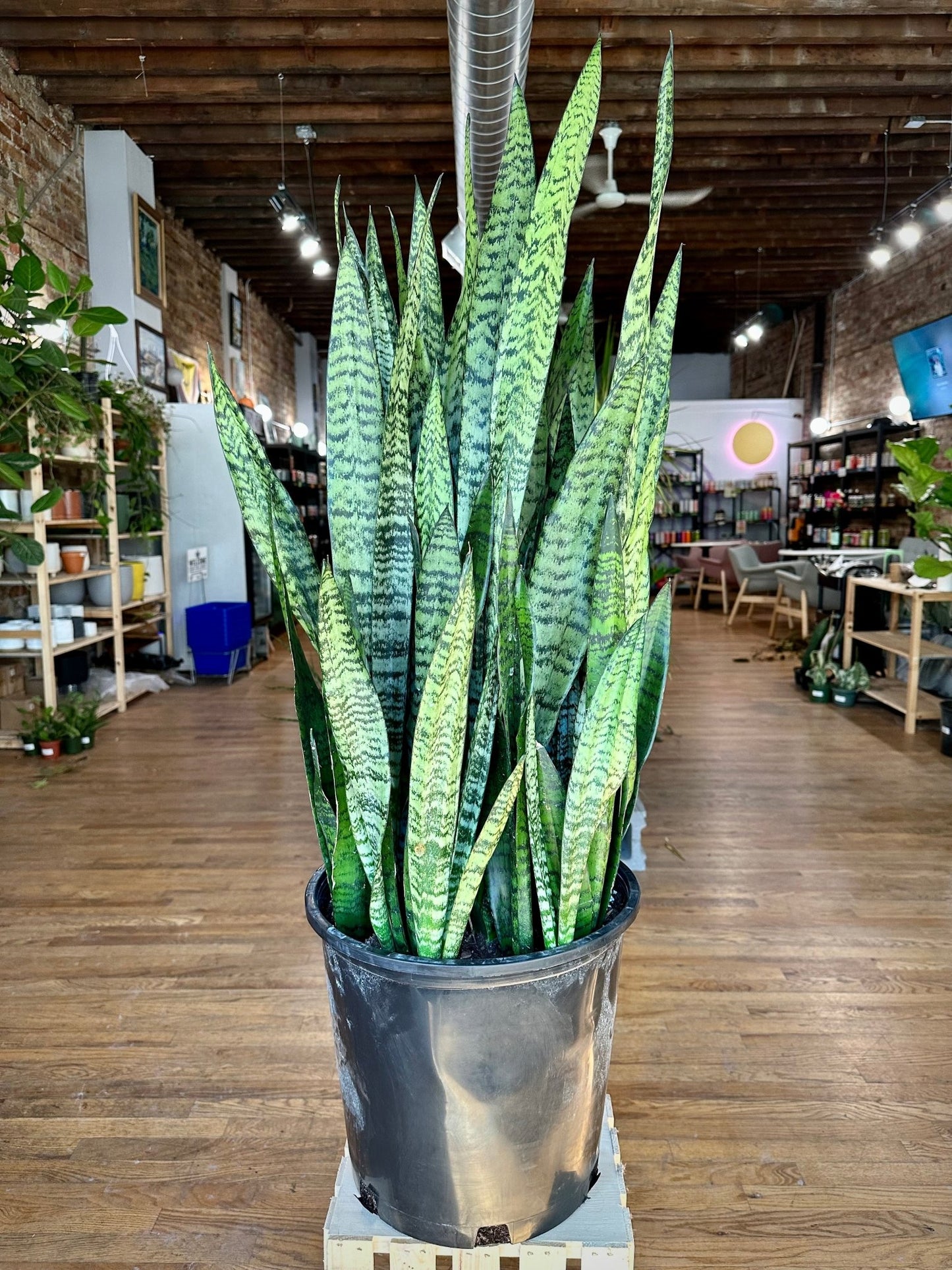 sansevieria height Big Plants Chicago