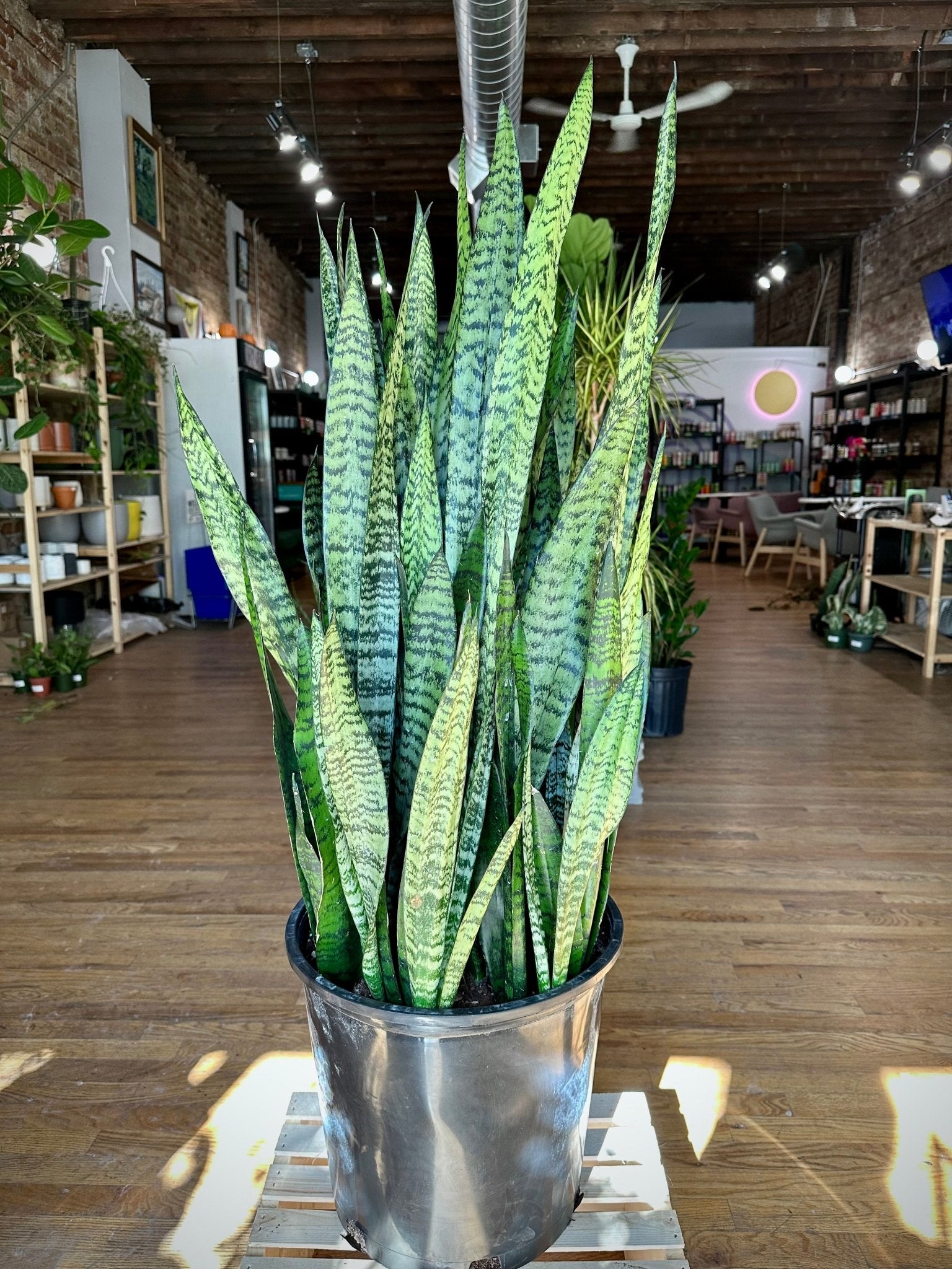 sansevieria zeylanica snake plant Big Plants Chicago