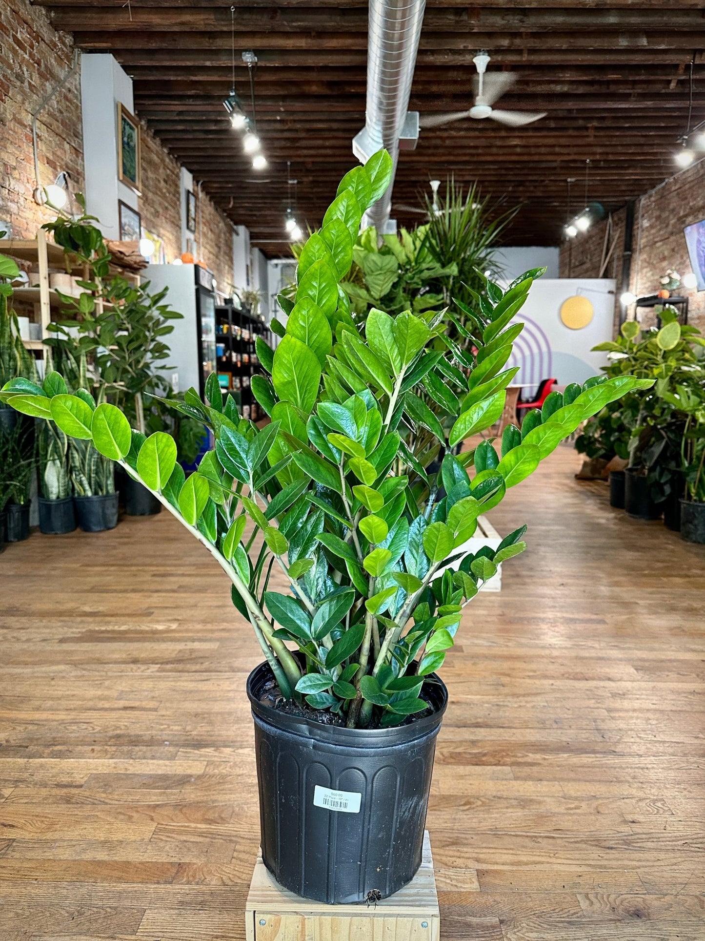 the zz plant large Big Plants Chicago