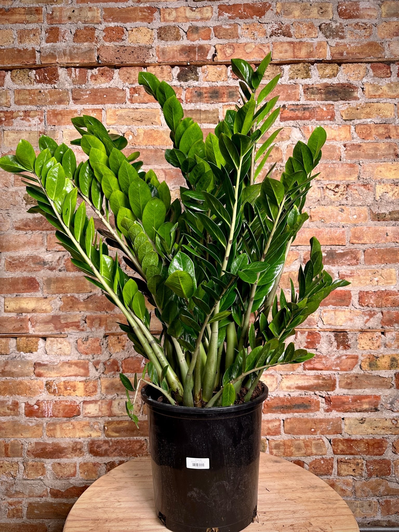zz plant in pot Big Plants Chicago