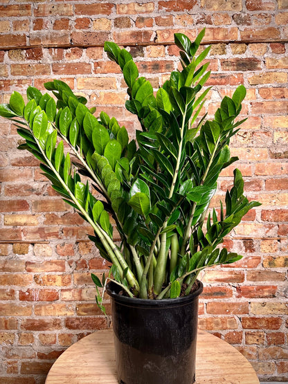 how big of a pot does a zz plant need Big Plants Chicago