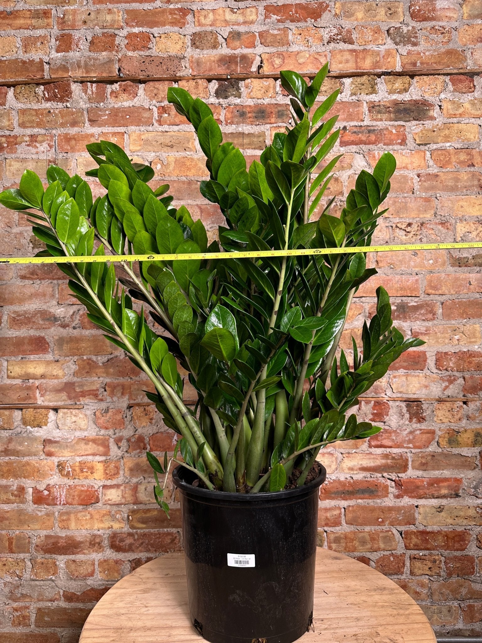 how big of a pot for zz plant Big Plants Chicago